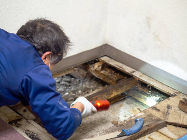 Best Mold Cleaning Services  in North Newton, KS