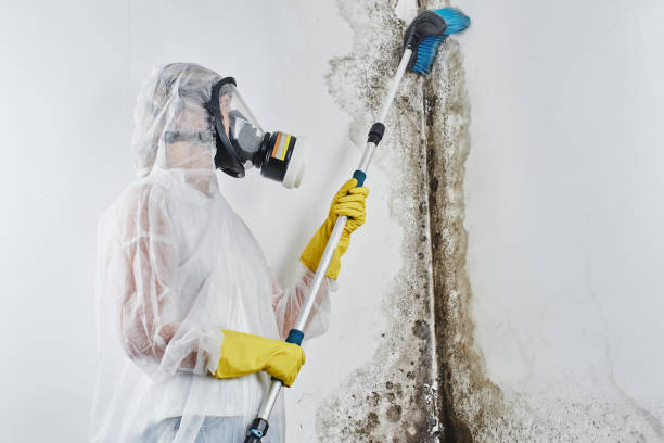 Best Same-Day Mold Removal  in North Newton, KS