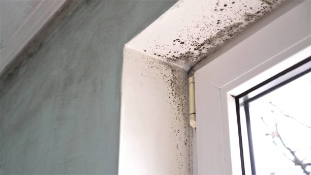 Best Mold Damage Repair  in North Newton, KS
