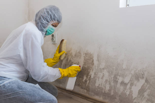Best Commercial Mold Removal  in North Newton, KS