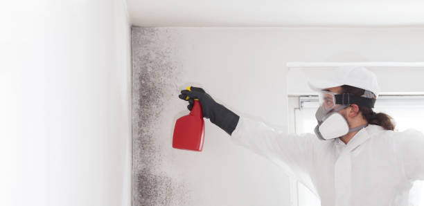 Home Mold Removal in North Newton, KS