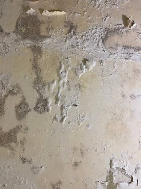 Trusted North Newton, KS Mold Removal Experts