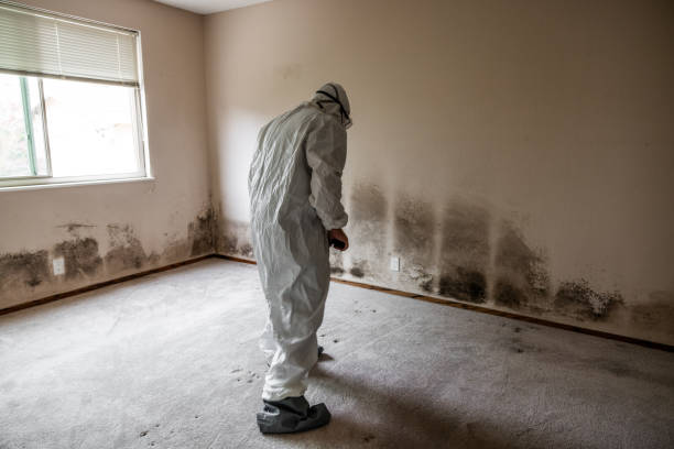 Attic Mold Removal in North Newton, KS