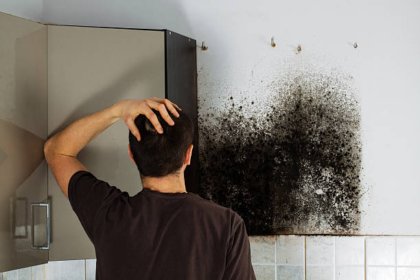 Best Local Mold Removal Service  in North Newton, KS