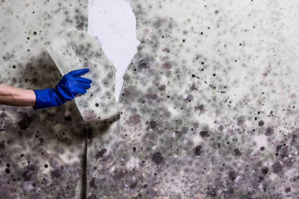 Best Fast Mold Removal  in North Newton, KS