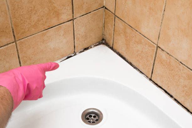 Best Mold Removal Company Near Me  in North Newton, KS
